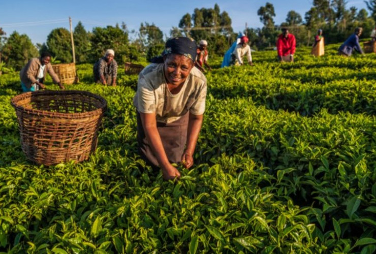 PROJETS/ REALISATIONS